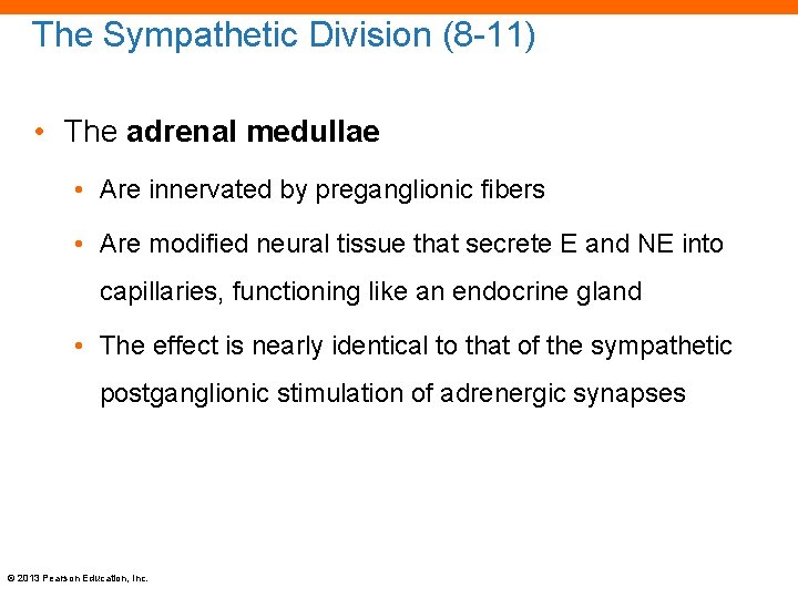 The Sympathetic Division (8 -11) • The adrenal medullae • Are innervated by preganglionic