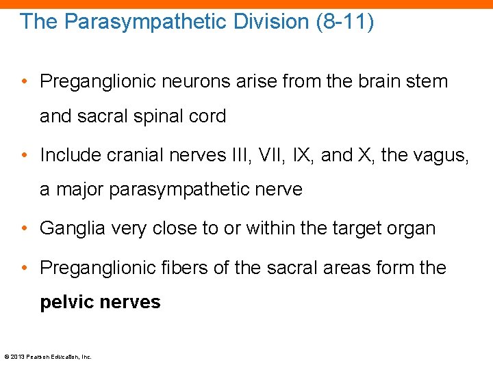 The Parasympathetic Division (8 -11) • Preganglionic neurons arise from the brain stem and