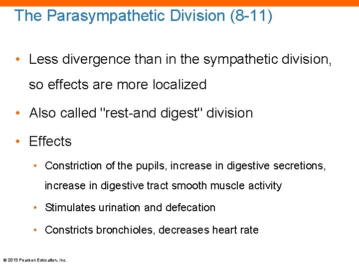 The Parasympathetic Division (8 -11) • Less divergence than in the sympathetic division, so