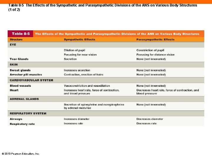 Table 8 -5 The Effects of the Sympathetic and Parasympathetic Divisions of the ANS