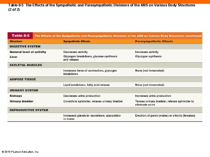 Table 8 -5 The Effects of the Sympathetic and Parasympathetic Divisions of the ANS