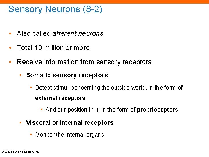 Sensory Neurons (8 -2) • Also called afferent neurons • Total 10 million or