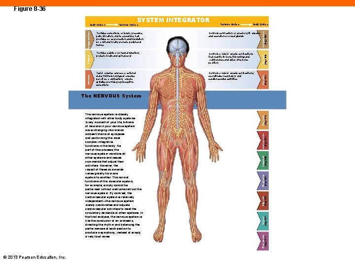 Figure 8 -36 Body System Provides sensations of touch, pressure, pain, vibration, and temperature;