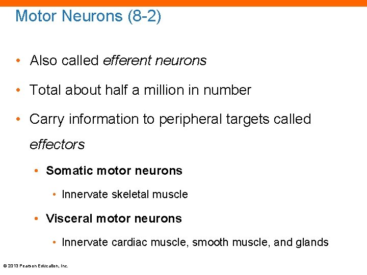 Motor Neurons (8 -2) • Also called efferent neurons • Total about half a