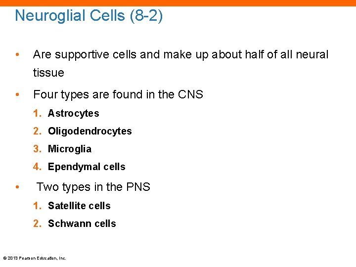 Neuroglial Cells (8 -2) • Are supportive cells and make up about half of