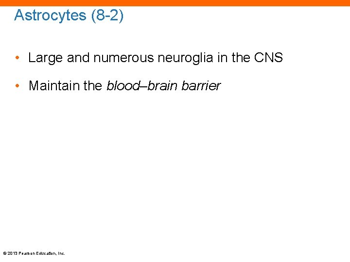 Astrocytes (8 -2) • Large and numerous neuroglia in the CNS • Maintain the