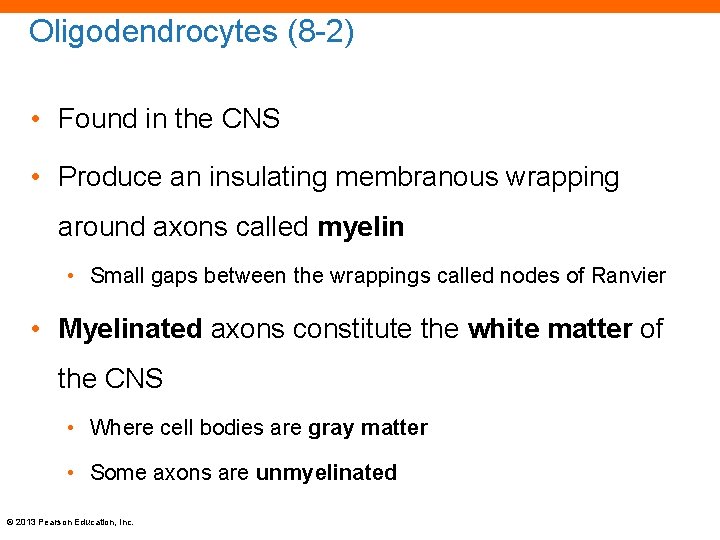 Oligodendrocytes (8 -2) • Found in the CNS • Produce an insulating membranous wrapping