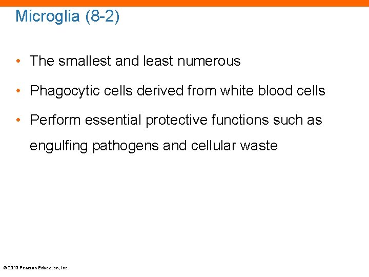 Microglia (8 -2) • The smallest and least numerous • Phagocytic cells derived from