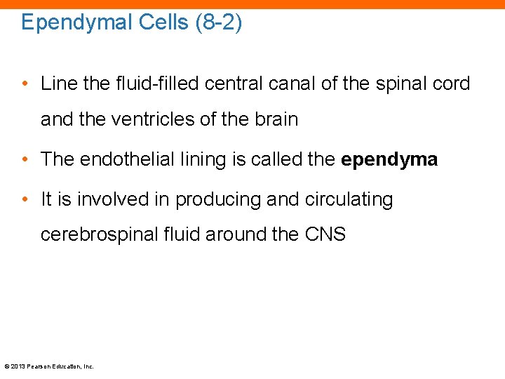Ependymal Cells (8 -2) • Line the fluid-filled central canal of the spinal cord