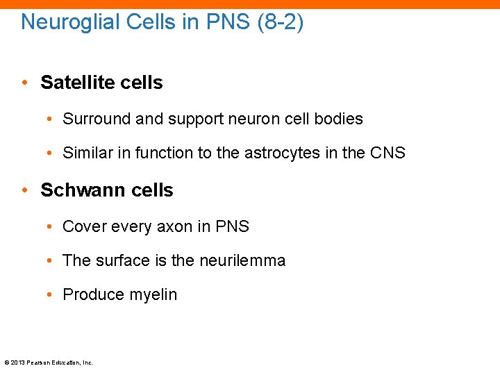 Neuroglial Cells in PNS (8 -2) • Satellite cells • Surround and support neuron