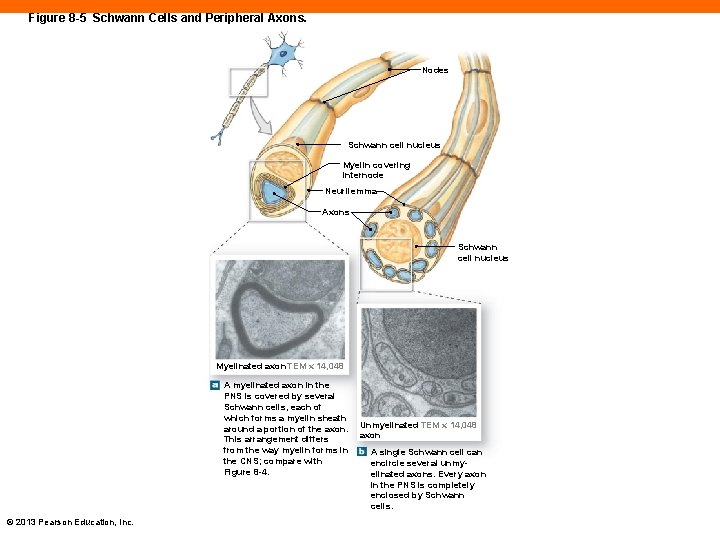 Figure 8 -5 Schwann Cells and Peripheral Axons. Nodes Schwann cell nucleus Myelin covering