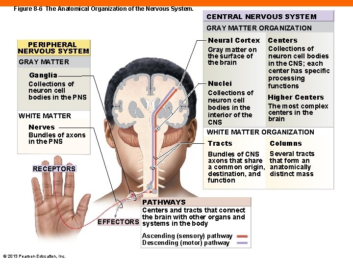 Figure 8 -6 The Anatomical Organization of the Nervous System. CENTRAL NERVOUS SYSTEM GRAY