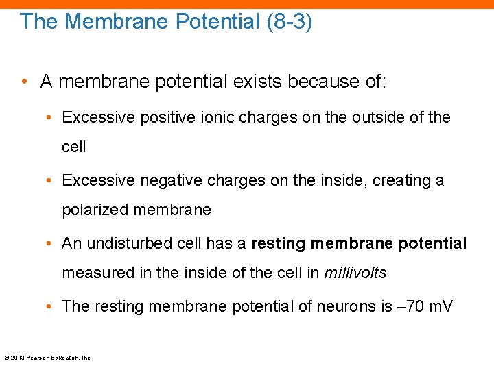 The Membrane Potential (8 -3) • A membrane potential exists because of: • Excessive