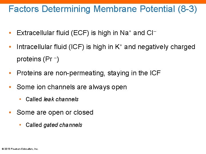 Factors Determining Membrane Potential (8 -3) • Extracellular fluid (ECF) is high in Na+