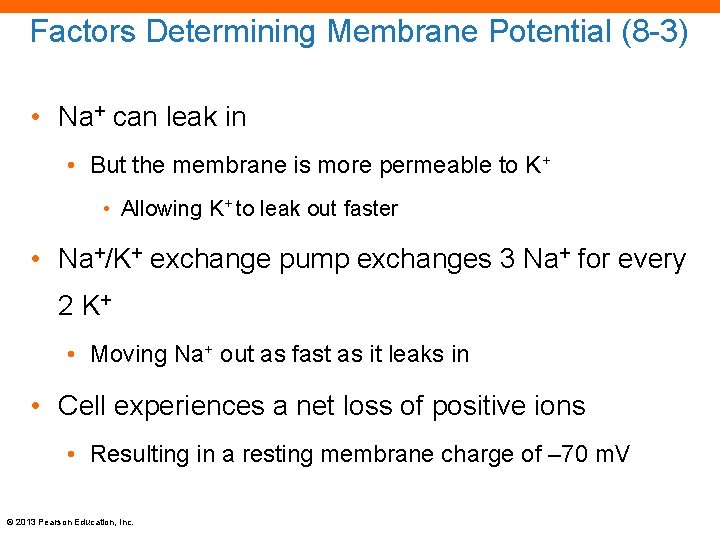 Factors Determining Membrane Potential (8 -3) • Na+ can leak in • But the