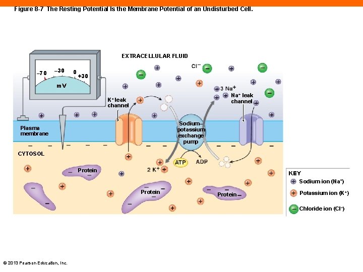 Figure 8 -7 The Resting Potential Is the Membrane Potential of an Undisturbed Cell.