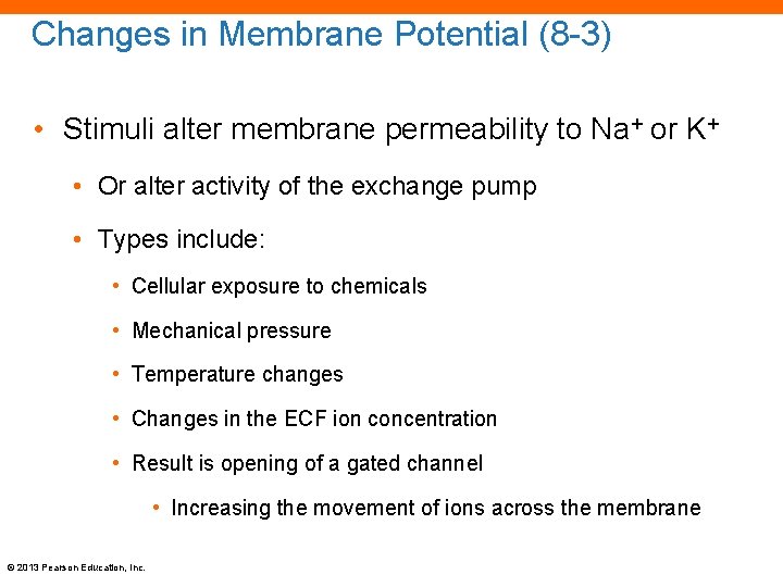 Changes in Membrane Potential (8 -3) • Stimuli alter membrane permeability to Na+ or