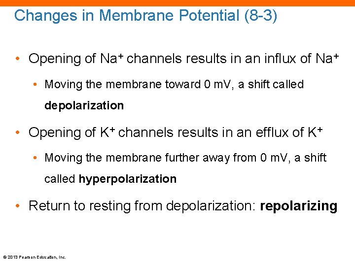 Changes in Membrane Potential (8 -3) • Opening of Na+ channels results in an