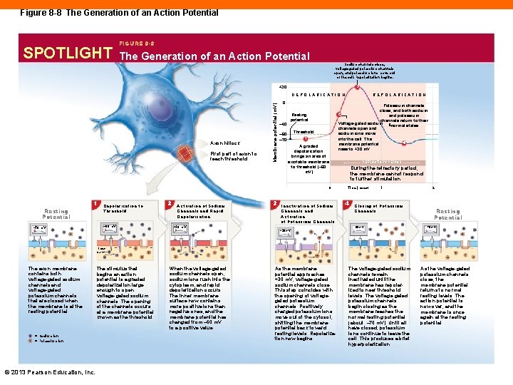 Figure 8 -8 The Generation of an Action Potential SPOTLIGHT FIGURE 8 -8 The