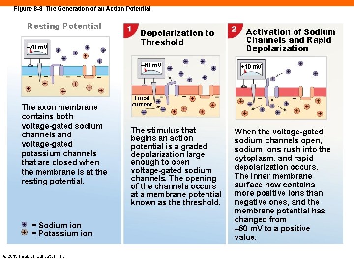Figure 8 -8 The Generation of an Action Potential Resting Potential – 70 m.