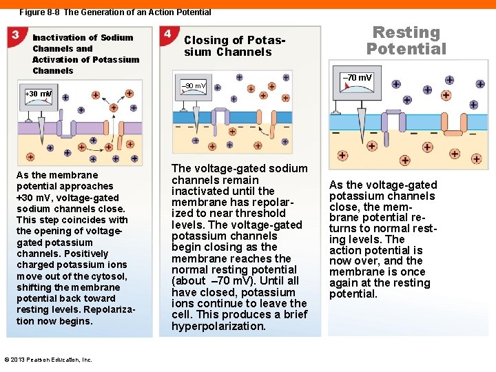 Figure 8 -8 The Generation of an Action Potential Inactivation of Sodium Channels and