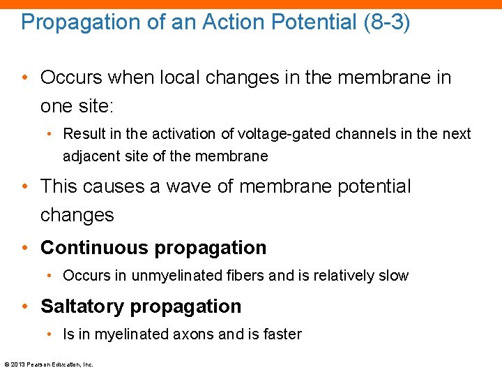 Propagation of an Action Potential (8 -3) • Occurs when local changes in the