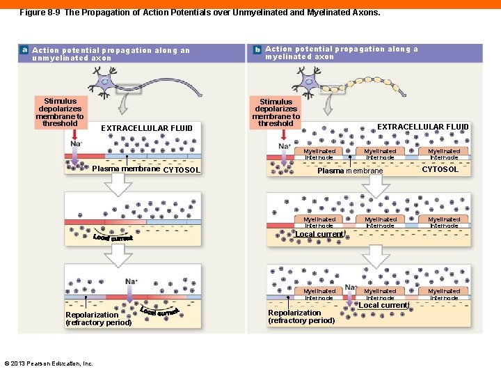 Figure 8 -9 The Propagation of Action Potentials over Unmyelinated and Myelinated Axons. Action