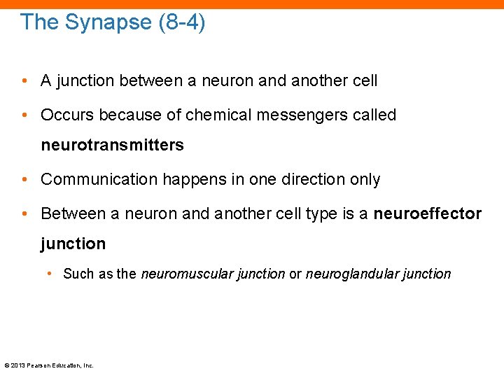 The Synapse (8 -4) • A junction between a neuron and another cell •