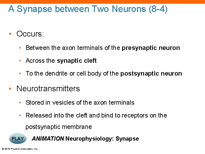 A Synapse between Two Neurons (8 -4) • Occurs: • Between the axon terminals