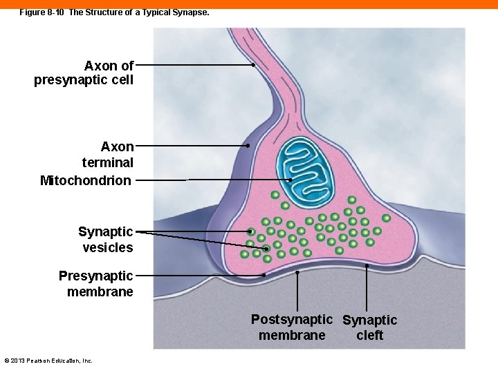 Figure 8 -10 The Structure of a Typical Synapse. Axon of presynaptic cell Axon