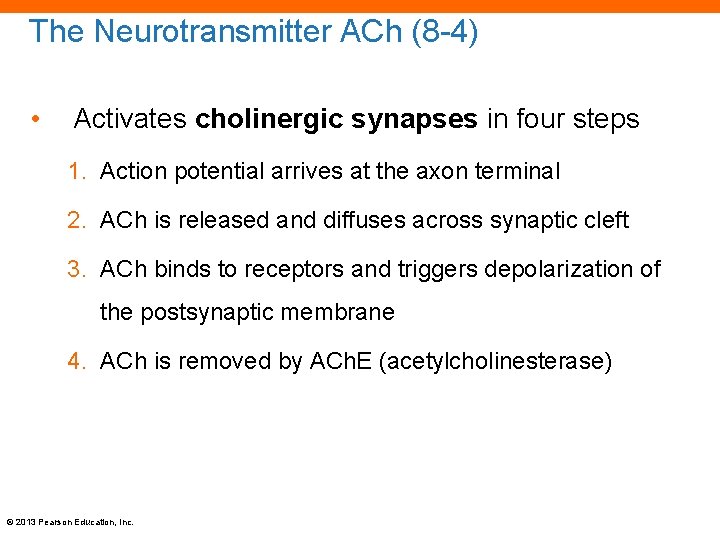 The Neurotransmitter ACh (8 -4) • Activates cholinergic synapses in four steps 1. Action