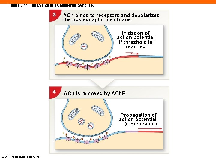 Figure 8 -11 The Events at a Cholinergic Synapse. ACh binds to receptors and