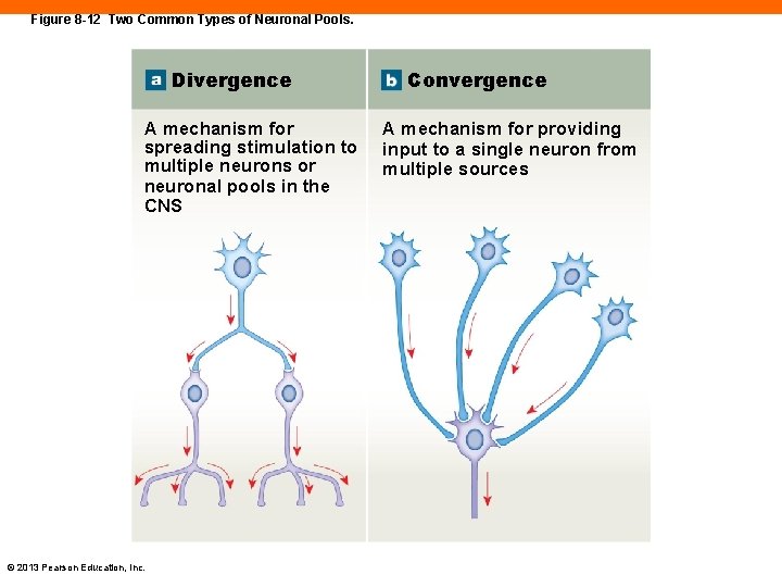 Figure 8 -12 Two Common Types of Neuronal Pools. Divergence A mechanism for spreading