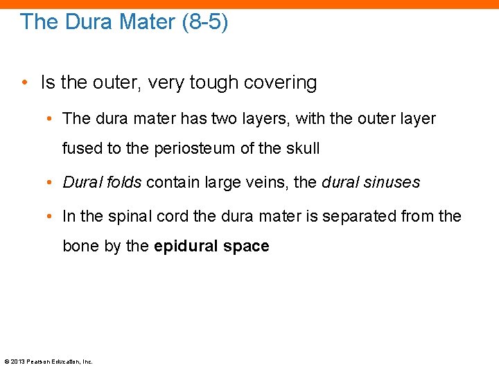 The Dura Mater (8 -5) • Is the outer, very tough covering • The