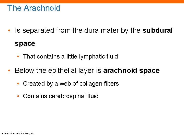 The Arachnoid • Is separated from the dura mater by the subdural space •