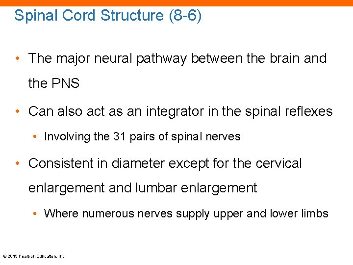 Spinal Cord Structure (8 -6) • The major neural pathway between the brain and