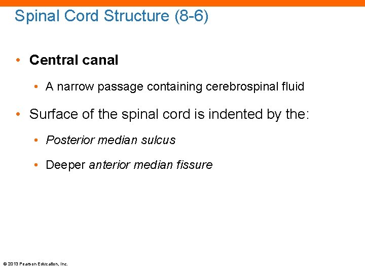 Spinal Cord Structure (8 -6) • Central canal • A narrow passage containing cerebrospinal