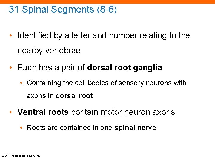 31 Spinal Segments (8 -6) • Identified by a letter and number relating to