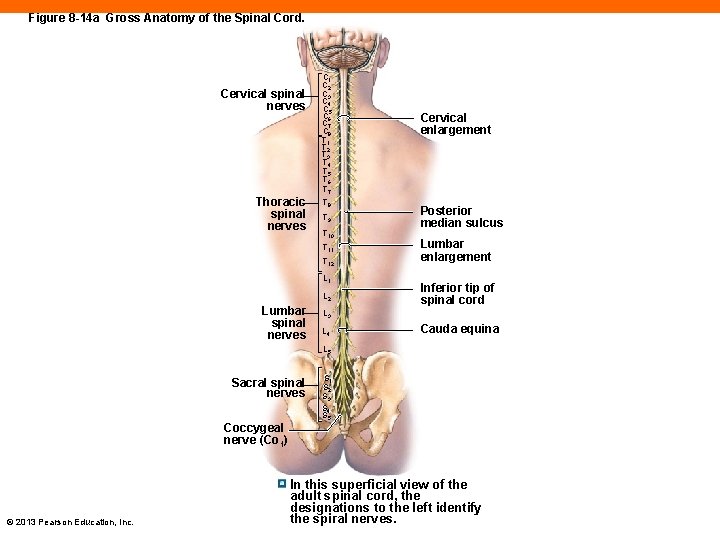 Figure 8 -14 a Gross Anatomy of the Spinal Cord. Cervical spinal nerves Thoracic