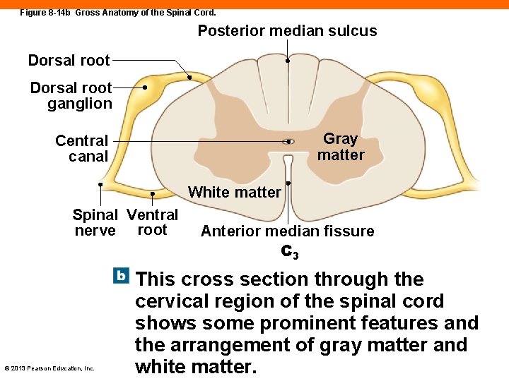 Figure 8 -14 b Gross Anatomy of the Spinal Cord. Posterior median sulcus Dorsal
