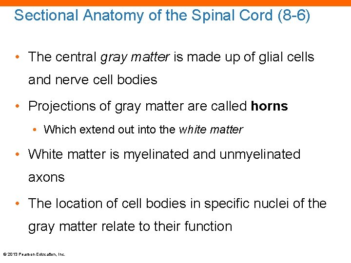 Sectional Anatomy of the Spinal Cord (8 -6) • The central gray matter is