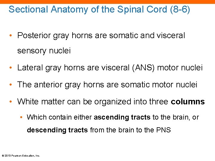 Sectional Anatomy of the Spinal Cord (8 -6) • Posterior gray horns are somatic