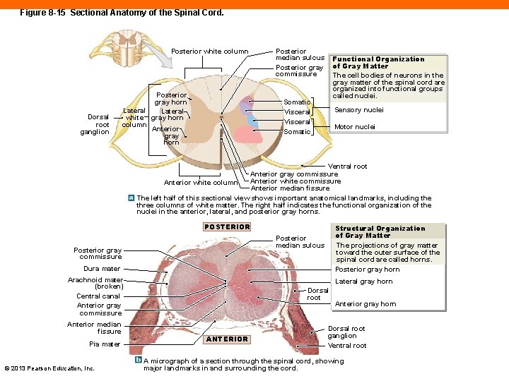 Figure 8 -15 Sectional Anatomy of the Spinal Cord. Posterior white column Dorsal root