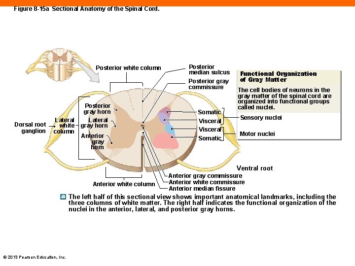 Figure 8 -15 a Sectional Anatomy of the Spinal Cord. Posterior white column Dorsal