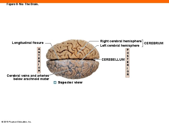 Figure 8 -16 a The Brain. Right cerebral hemisphere CEREBRUM Left cerebral hemisphere Longitudinal