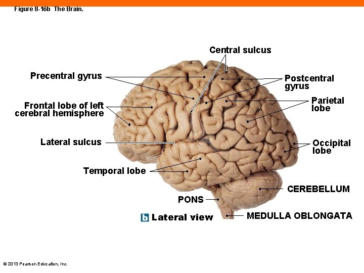 Figure 8 -16 b The Brain. Central sulcus Precentral gyrus Postcentral gyrus Parietal lobe