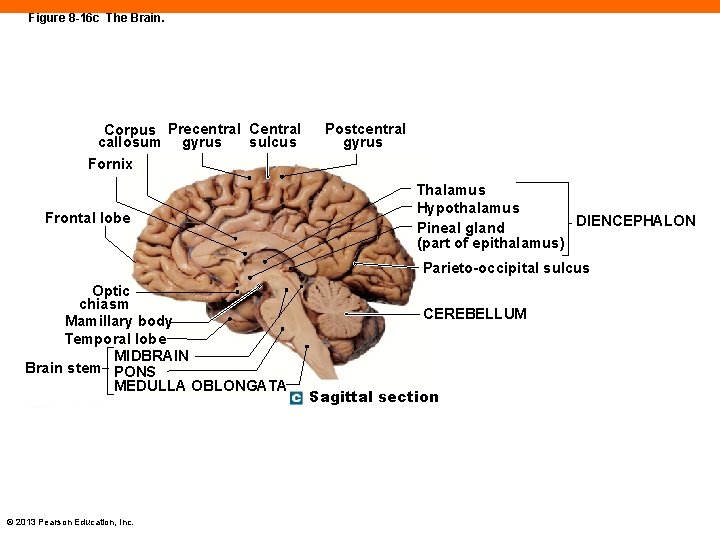 Figure 8 -16 c The Brain. Corpus Precentral Central sulcus callosum gyrus Fornix Frontal