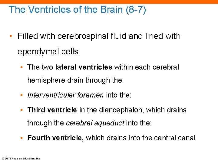 The Ventricles of the Brain (8 -7) • Filled with cerebrospinal fluid and lined