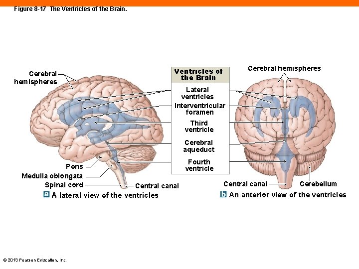 Figure 8 -17 The Ventricles of the Brain. Cerebral hemispheres Ventricles of the Brain