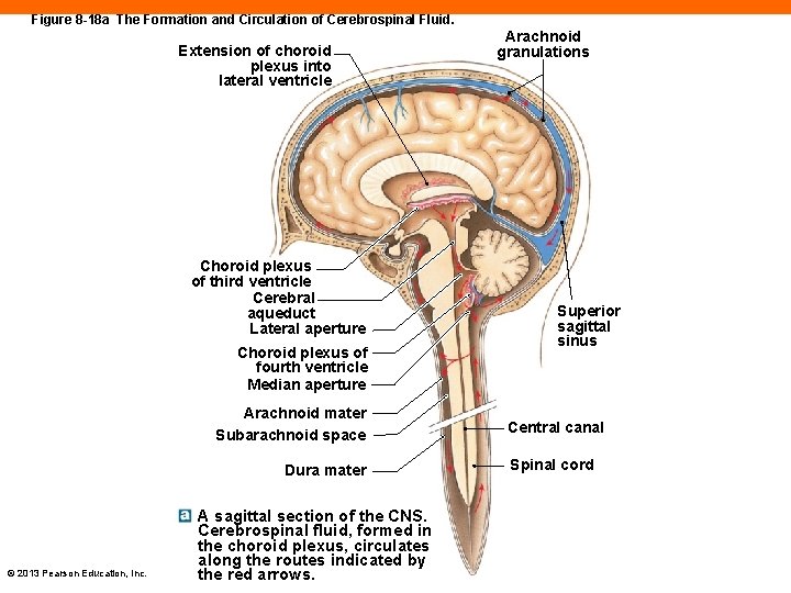 Figure 8 -18 a The Formation and Circulation of Cerebrospinal Fluid. Extension of choroid